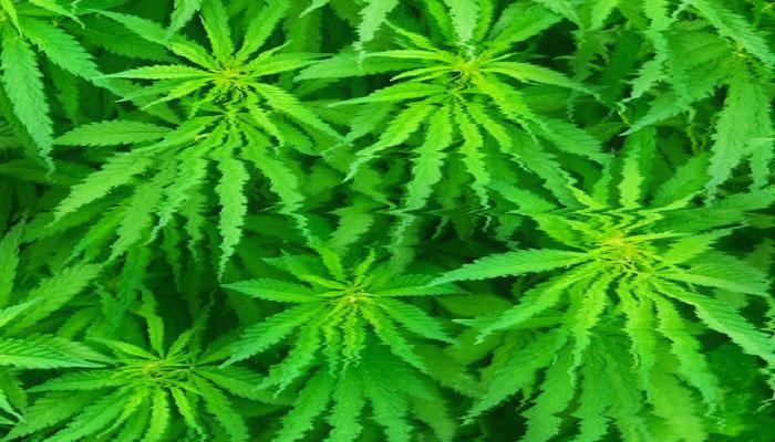 The Ins and Outs of Cannabis Marketing